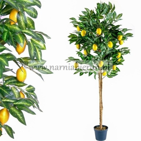 SZTUCZNE DRZEWO CYTRYNA KWIATY DRZEWKO 185 CM SZTUCZNE DRZEWO CYTRYNA KWIATY DRZEWKO 185 CM
