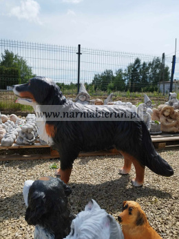 Figurka ogrodowa Pies pasterski bernejski BERNEJCZYK H80 cm