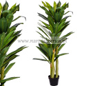 Drzewko Dracena 120cm Smocze drzewko