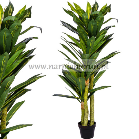 Drzewko Dracena 120cm Smocze drzewko Drzewko Dracena 120cm Smocze drzewko