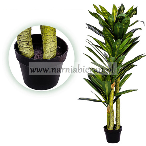 Drzewko Dracena 120cm Smocze drzewko Drzewko Dracena 120cm Smocze drzewko