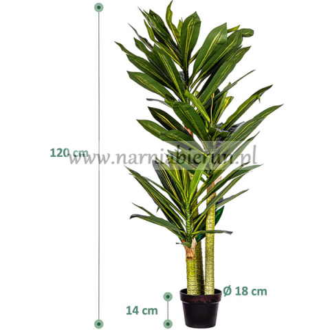 Drzewko Dracena 120cm Smocze drzewko Drzewko Dracena 120cm Smocze drzewko