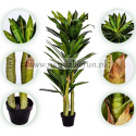 Drzewko Dracena 120cm Smocze drzewko