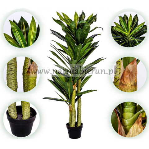 Drzewko Dracena 120cm Smocze drzewko Drzewko Dracena 120cm Smocze drzewko