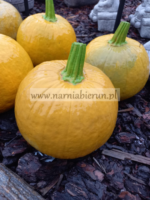 Figurka betonowa Dynia 22cm Dynie Bania Figurka betonowa Dynia 22cm Dynie Bania
