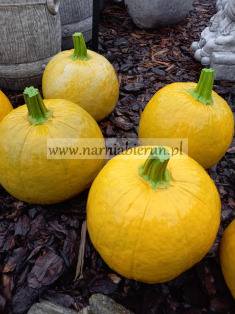Figurka betonowa Dynia 22cm Dynie Bania Figurka betonowa Dynia 22cm Dynie Bania