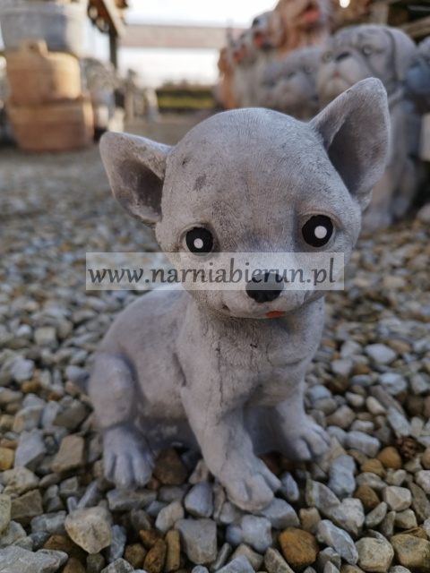 Figurka betonowa PIES CHIHUAHUA MAŁY 18 cm Figurka betonowa PIES CHIHUAHUA MAŁY 18 cm