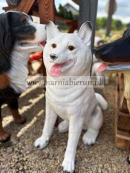 Figurka ogrodowa pies hachi akita