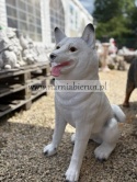 Figurka ogrodowa pies hachi akita