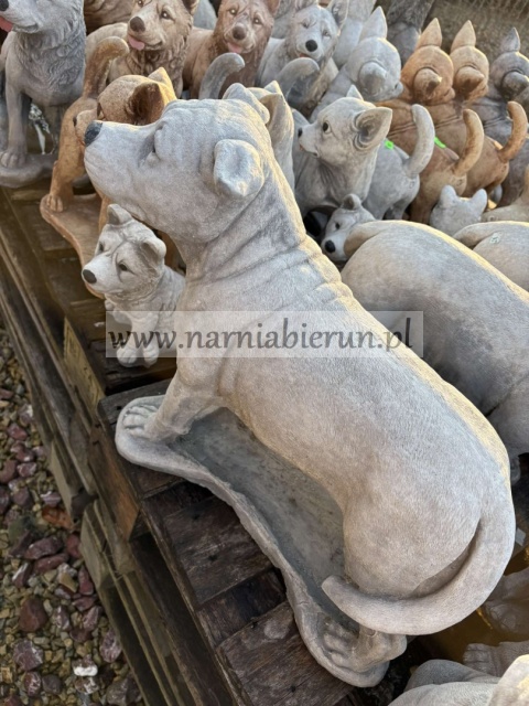 Figurka betonowa PIES Amerykański Staffordshire terrier Amstaff stojący 47 cm.