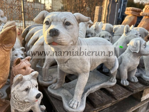 Figurka betonowa PIES Amerykański Staffordshire terrier Amstaff stojący 47 cm.