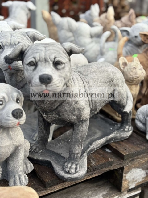 Figurka betonowa PIES Amerykański Staffordshire terrier Amstaff stojący 47 cm.