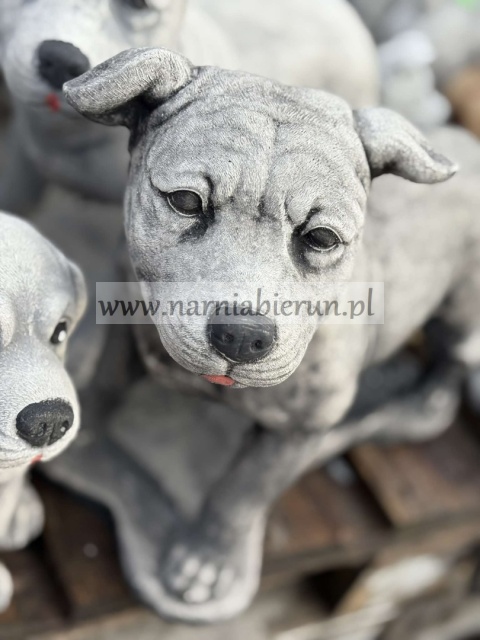 Figurka betonowa PIES Amerykański Staffordshire terrier Amstaff stojący 47 cm.