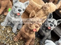 Figurka betonowa PIES BULDOG FRANCUSKI 27 cm.
