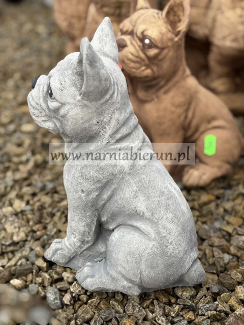 Figurka betonowa PIES BULDOG FRANCUSKI 27 cm.