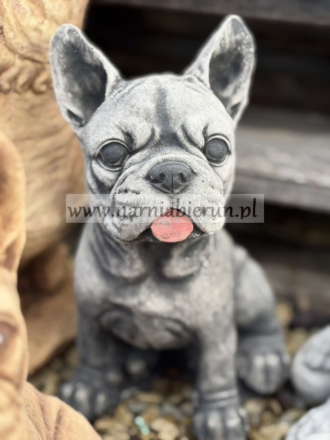 Figurka betonowa PIES BULDOG FRANCUSKI 27 cm.