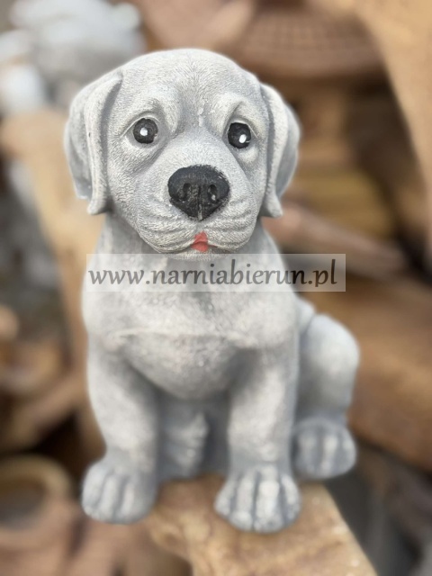 Figurka betonowa Pies piesek siedzący LABRADOR 25 cm.