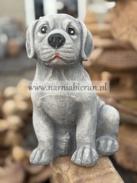 Figurka betonowa Pies piesek siedzący LABRADOR 25 cm.