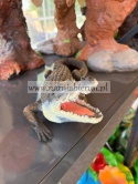 Figurka ogrodowa z żywicy Krokodyl 33 cm