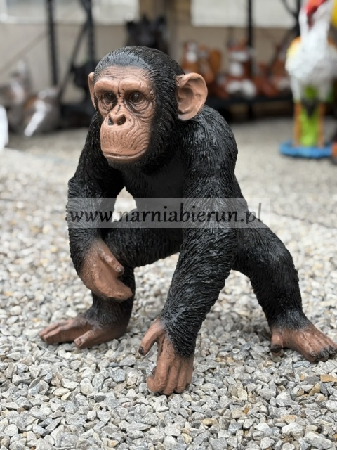 Figurka z żywicy Szympans Małpa małpka 55 cm.