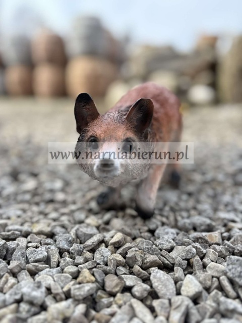 Figurka z żywicy Lisek lis stojący skradający się przyczajony 30 cm.