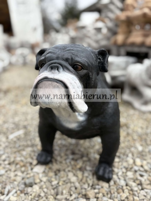 Figurka z żywicy Pies BULDOG ANGIELSKI 63 cm.