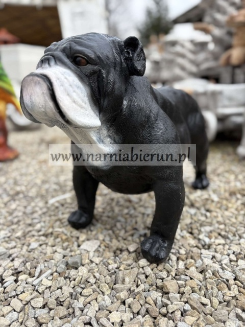 Figurka z żywicy Pies BULDOG ANGIELSKI 63 cm.