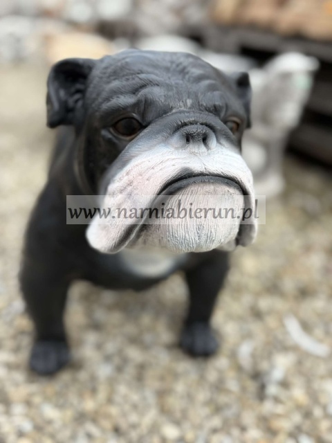 Figurka z żywicy Pies BULDOG ANGIELSKI 63 cm.