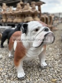 Figurka z żywicy Pies BULDOG ANGIELSKI 63 cm.