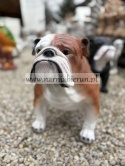 Figurka z żywicy Pies BULDOG ANGIELSKI 63 cm.