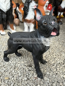 Figurka z żywicy Pies BULDOG MOPS BOKSER 43 cm.