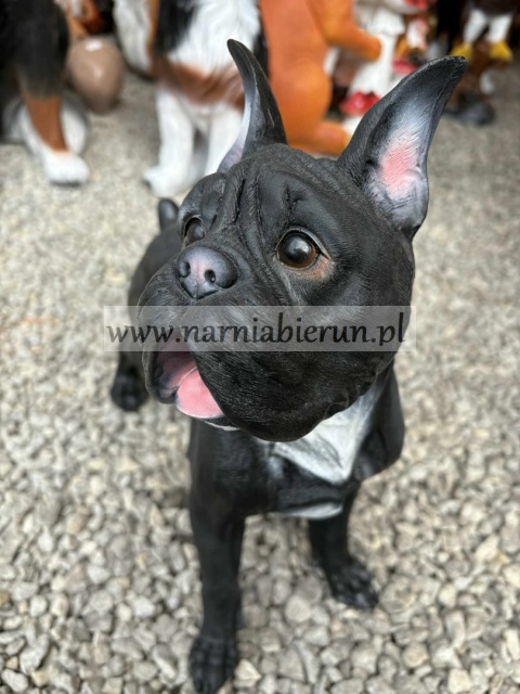 Figurka z żywicy Pies BULDOG MOPS BOKSER 43 cm.