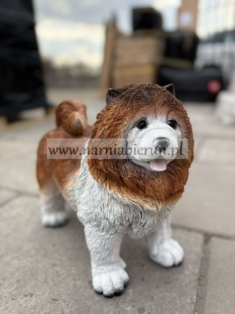 Figurka z żywicy Pies chow chow 36 cm.