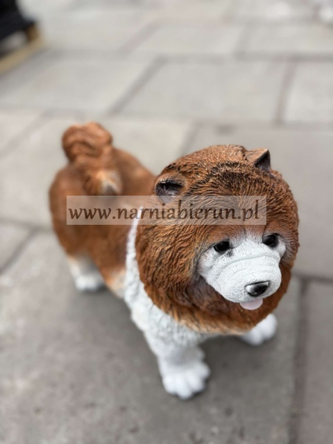 Figurka z żywicy Pies chow chow 36 cm.