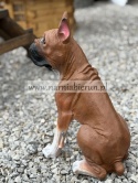 Figurka z żywicy Pies BULDOG MOPS BOKSER siedzący 40 cm.