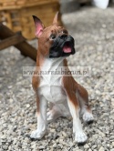 Figurka z żywicy Pies BULDOG MOPS BOKSER siedzący 40 cm.