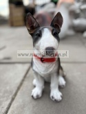 Figurka z żywicy Pies Piesek Bulterier 36 cm