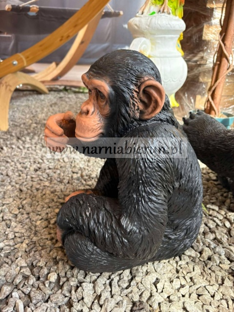 Figurka z żywicy Szympans Małpa małpka 38 cm
