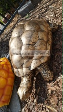 Figurka z żywicy Żółw gigant 3 kolory 100 cm