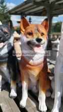 Figurka z żywicy pies hachi akita 57 cm biały brązowy rudy czarny szary