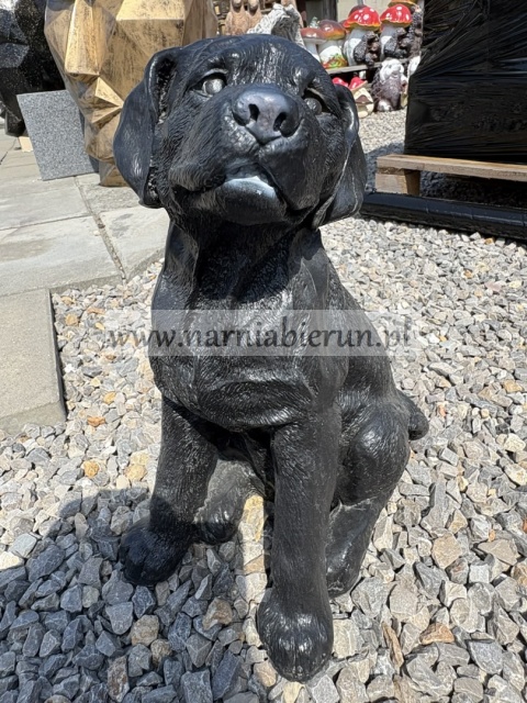 Figurka z żywicy Labrador mały pies czarny 35 cm.