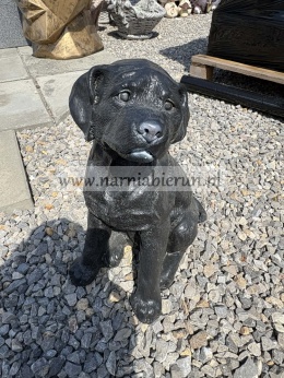 Figurka z żywicy Labrador mały pies czarny 35 cm.