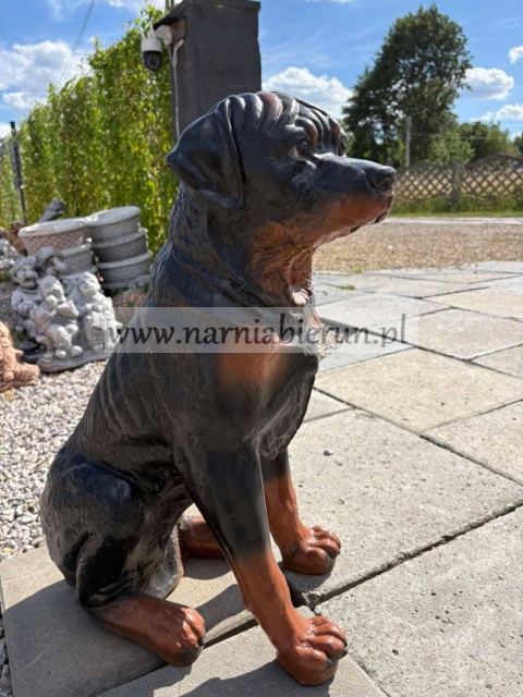Figurka z żywicy ogrodowa Pies siedzący Rottweiler 65 cm.