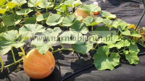 Agrowłóknina czarna 1 m x 20 m 50 g/m² Agrowłóknina czarna 1 m x 20 m 50 g/m²